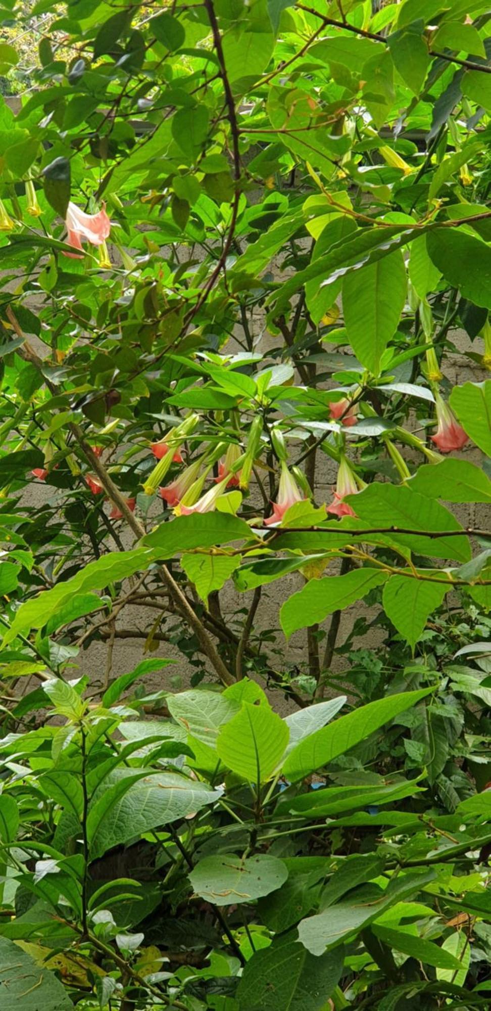 Himansa Homestay Ella Zewnętrze zdjęcie